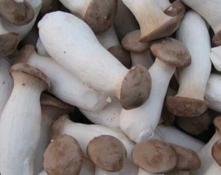 食用菌2.jpg