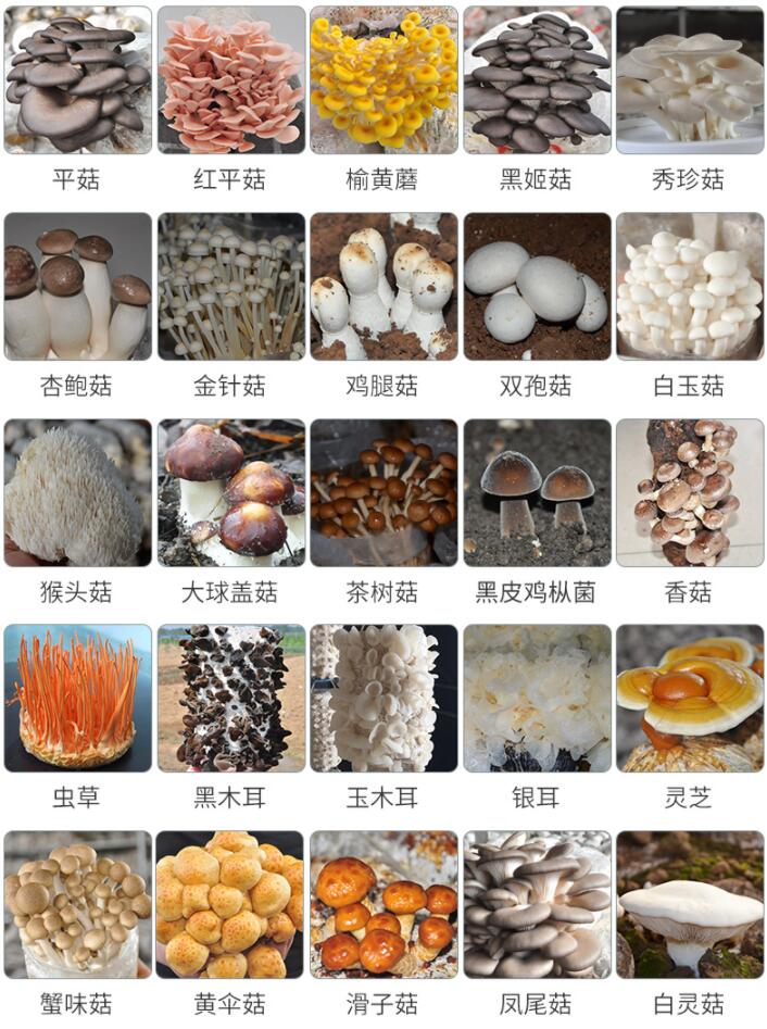 蘑菇